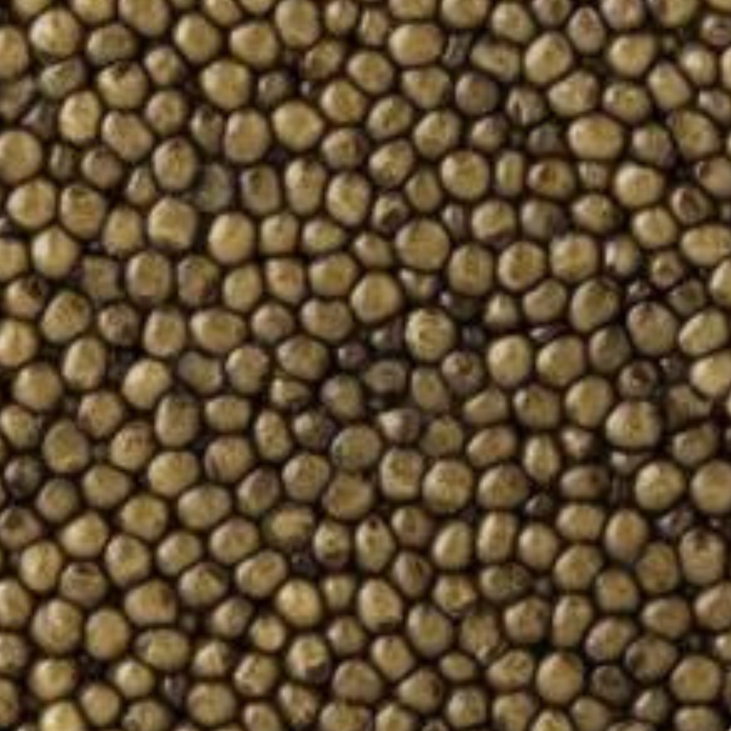 Oscietra Hybrid Caviar (EU)